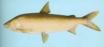 Image of Coregonus ussuriensis (Amur whitefish)