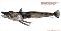Image of Cryodraco antarcticus (Long-fingered icefish)