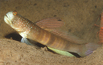 Image of Cryptocentrus cebuanus (Cebu shrimpgoby)