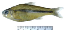 Image of Creagrutus guanes 