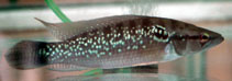 Image of Crenicichla saxatilis (Ringtail pike cichlid)