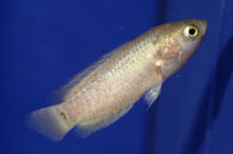 Image of Ctenopoma muriei (Ocellated labyrinth fish)
