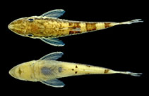 Image of Curculionichthys scaius 