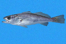 Image of Cynoscion nannus (Dwarf weakfish)
