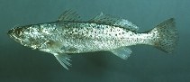 Image of Cynoscion nebulosus (Spotted weakfish)