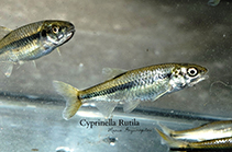Image of Cyprinella rutila (Mexican red shiner)