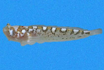 Image of Dactyloscopus fallax 