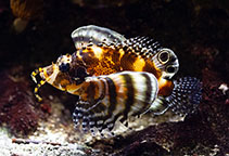 Image of Dendrochirus biocellatus (Twospot turkeyfish)