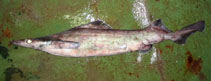 Image of Deania calceus (Birdbeak dogfish)
