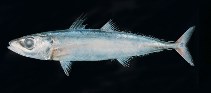 Image of Decapterus russelli (Indian scad)