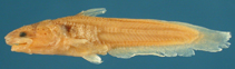 Image of Denticetopsis sauli 