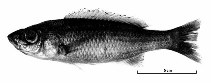 Image of Diplotaxodon limnothrissa 