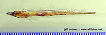 Image of Diplospinus multistriatus (Striped escolar)
