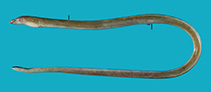 Image of Echelus polyspondylus (Many-vertebrae snake eel)