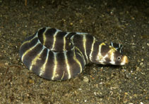 Image of Echidna polyzona (Barred moray)