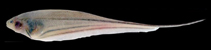 Image of Eigenmannia trilineata 