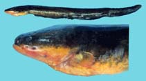 Image of Electrophorus electricus (Electric eel)