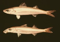 Image of Emmelichthyops atlanticus (Bonnetmouth)