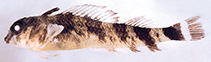 Image of Enneanectes deloachorum (Two-bar triplefin)