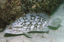 Image of Epinephelus erythrurus (Cloudy grouper)