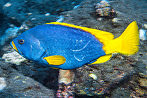 Image of Epinephelus flavocaeruleus (Blue-and-yellow grouper)