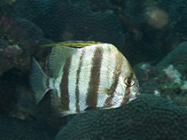 Image of Ephippus goreensis (East Atlantic African spadefish)