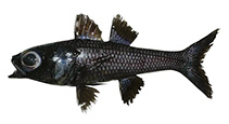 Image of Epigonus indicus (Indian deepwater cardinalfish)