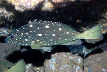 Image of Epinephelus labriformis (Starry grouper)
