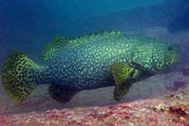 Image of Epinephelus lanceolatus (Giant grouper)