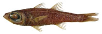 Image of Epigonus mayeri (Angolan deepwater cardinalfish)