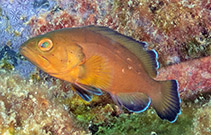 Image of Epinephelus morio (Red grouper)