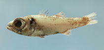 Image of Epigonus robustus (Robust cardinalfish)