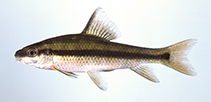 Image of Erimyzon sucetta (Lake chubsucker)