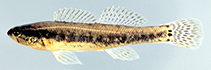 Image of Etheostoma serrifer (Sawcheek darter)