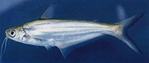 Image of Eutropiichthys burmannicus 