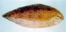 Image of Brachirus panoides 