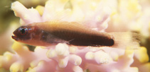 Image of Eviota dorsogilva (Creamback dwarfgoby)