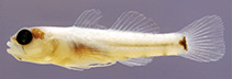 Image of Eviota imitata (Imitator dwarfgoby)