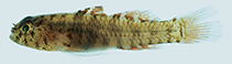 Image of Eviota maculibotella (Spotted dick dwarfgoby)