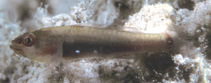 Image of Eviota partimacula (Dividedspot dwarfgoby)