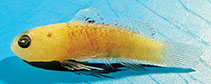 Image of Eviota singula (One-spot dwarfgoby)