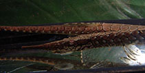 Image of Farlowella reticulata 