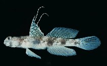 Image of Tomiyamichthys latruncularius (Fan shrimp-goby)