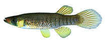 Image of Fundulus escambiae (Russetfin topminnow)