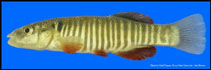 Image of Fundulus kansae (Northern plains killifish)