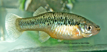 Image of Gambusia alvarezi (Yellowfin gambusia)