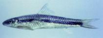 Image of Ceratogarra fasciacauda 