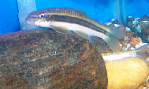 Image of Garra mullya (Sucker fish)