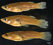 Image of Gambusia nicaraguensis (Nicaraguan mosquitofish)