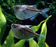 Image of Gasteropelecus sternicla (River hatchetfish)